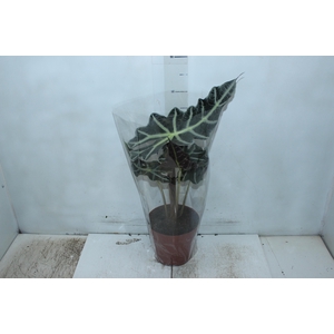 ALOCASIA POLLY P17