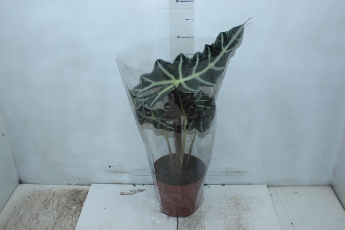 <h4>ALOCASIA POLLY P17</h4>