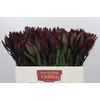 Leucadendron Saf Sunset Dark R.