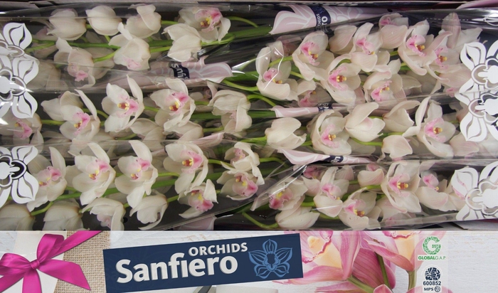 <h4>CYMB T DOS PUEBLOS</h4>