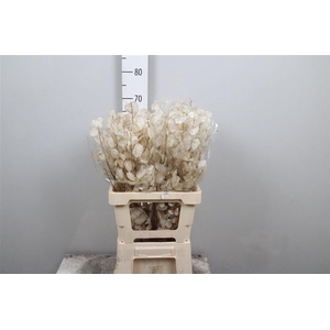 Lunaria Ann Dry