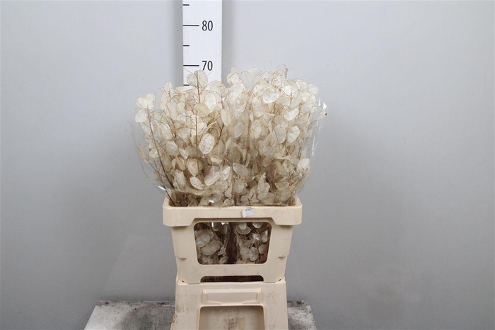 <h4>Lunaria Ann Dry</h4>