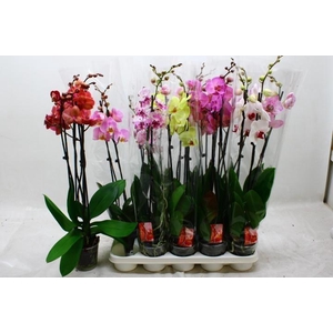 PHAL GEM 7 KL
