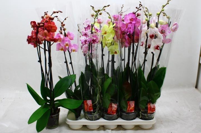 <h4>PHAL GEM 7 KL</h4>