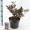 Sambucus nigra Black Beauty