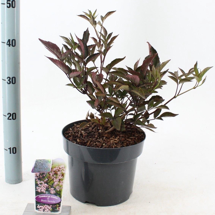 Sambucus nigra Black Beauty