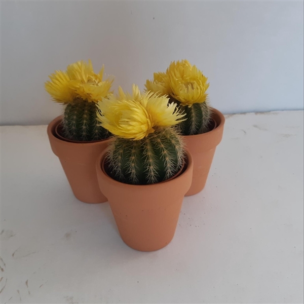 <h4>Cactus versierd</h4>