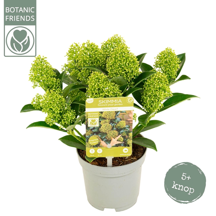 <h4>Skimmia japonica 'White Dwarf' 5+bloem</h4>