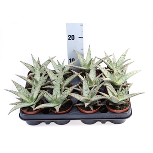 Aloe   ...