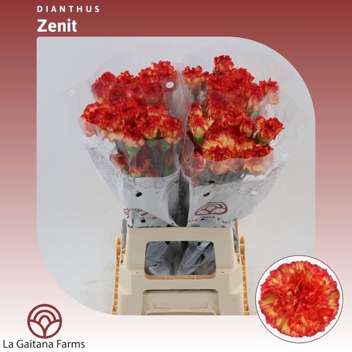 <h4>Dianthus St Zenit</h4>