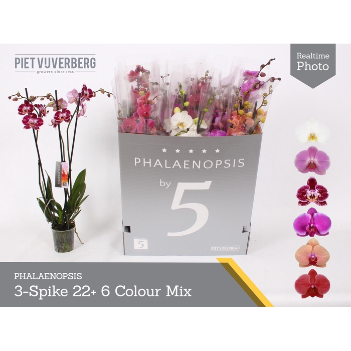 <h4>PHAL GEM 6 KL</h4>