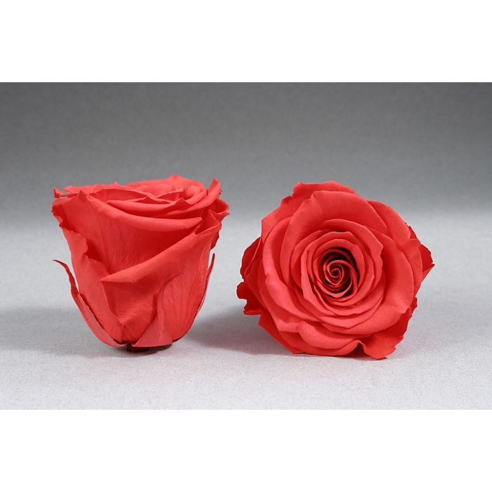 <h4>Roos XL Ora-03</h4>