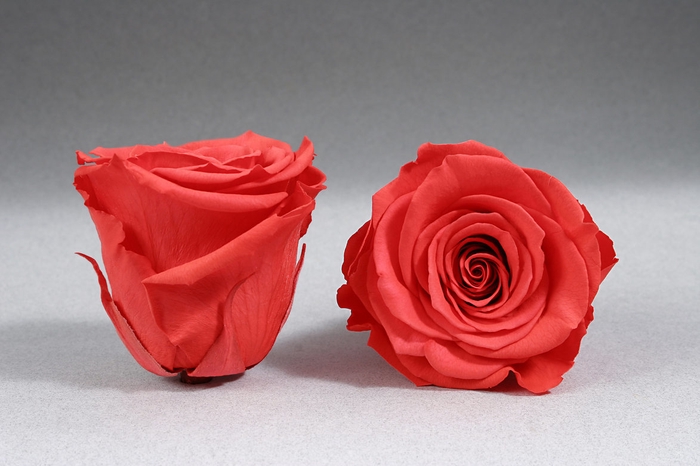 Rose stab. XXL Ora-03