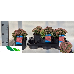 SEDUM TELEPHIUM