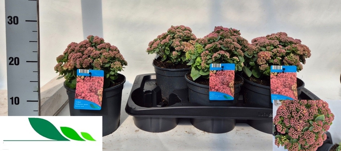<h4>SEDUM TELEPHIUM</h4>
