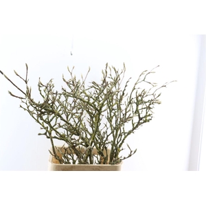 Magnolia Grandiflora Grillig 120cm P Stem X10