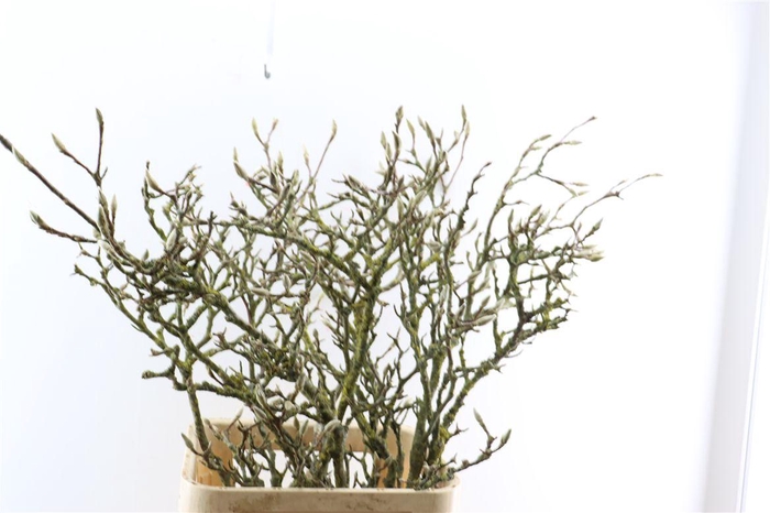 <h4>Magnolia Grandiflora Grillig 130cm P Stem X10</h4>