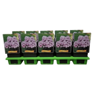 Phlox paniculata Bambini Candy Crush P11