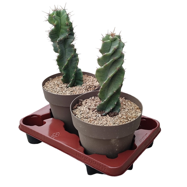 <h4>CEREUS FORBESII SPIRALIS - POT Ø 20</h4>