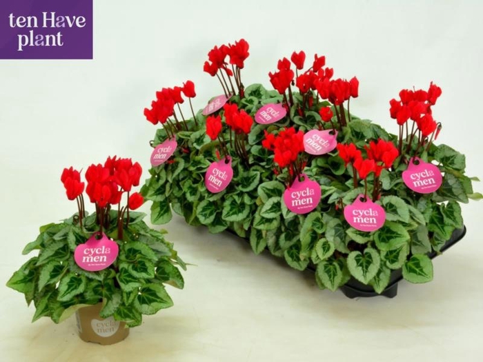 <h4>CYCL KL SUP PICASSO</h4>