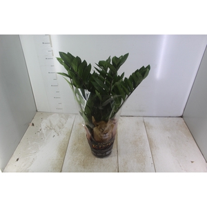 ZAMIOCULCAS P17