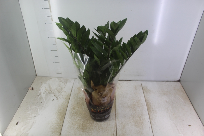 <h4>ZAMIOCULCAS P17</h4>