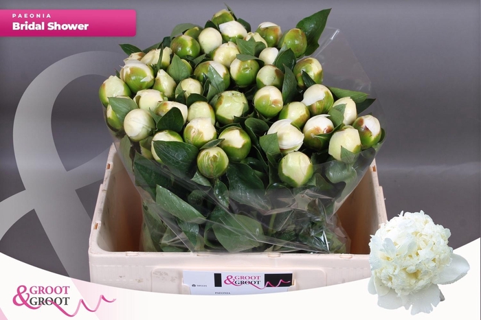 <h4>PAEO L BRIDAL SHOWER</h4>