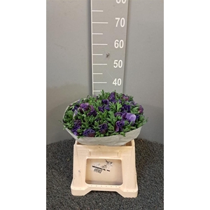 Anem Scirocco Blue Blu