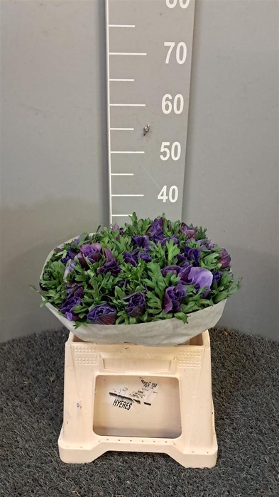 <h4>Anem Scirocco Blue Blu</h4>