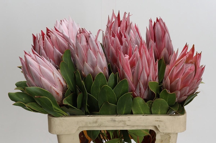 <h4>Protea Cynaroides</h4>