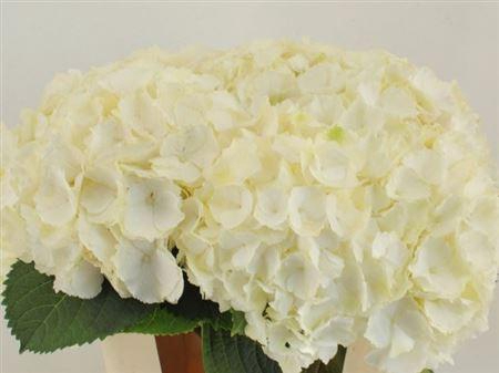 <h4>Hydr M Ch Whi Verena 80cm</h4>