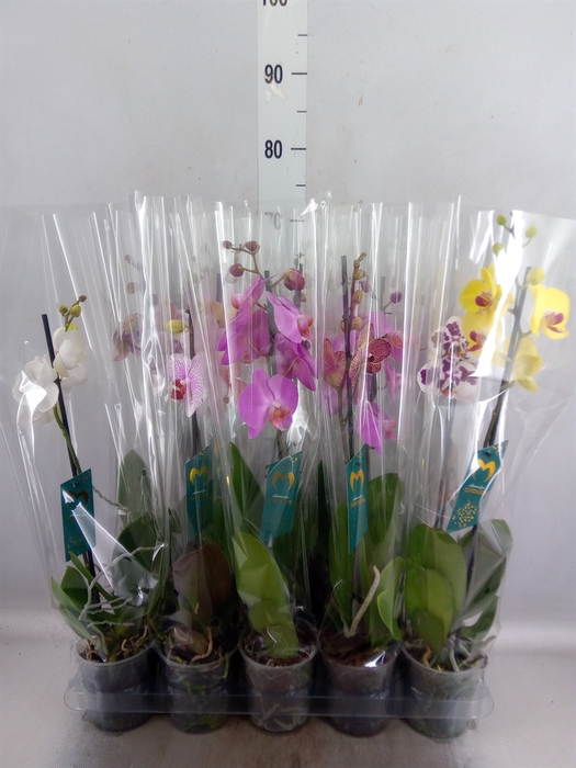 <h4>Phalaenopsis   ...mix  5</h4>