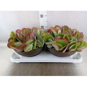 Kalanchoe NF thyrsiflora