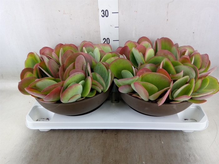 <h4>Kalanchoe NF thyrsiflora</h4>