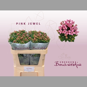 BOU EN PINK JEWEL