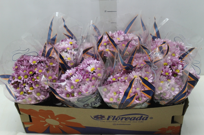<h4>CRISANTEMO BOLA BELGA P11 ROSA</h4>