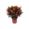 CROTON GINGHA P17