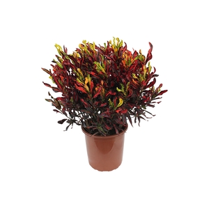 CROTON GINGHA P24