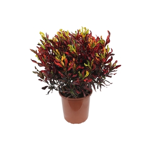 CROTON GINGHA P17