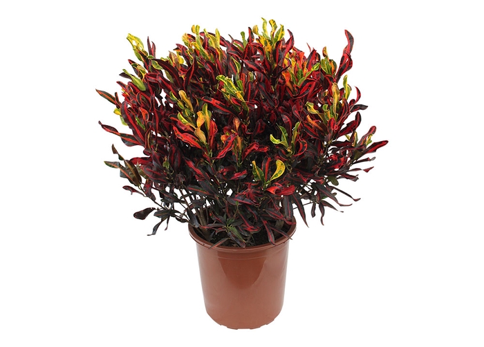 <h4>CROTON GINGHA P17</h4>