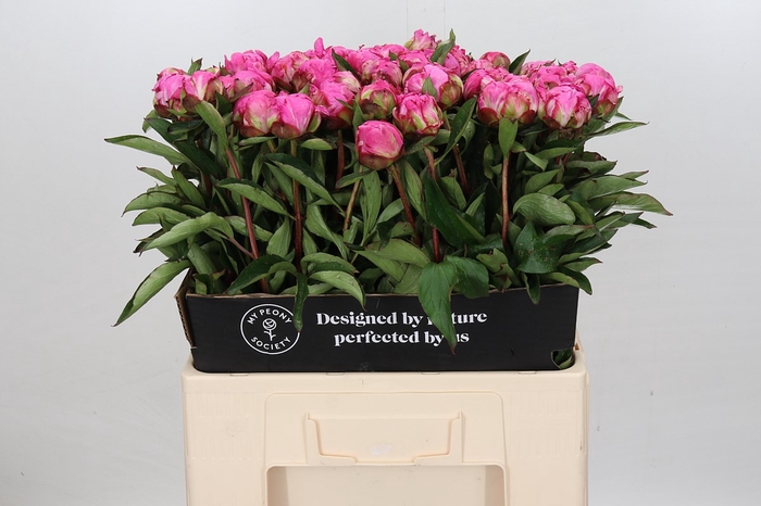 Paeonia Dr A Fleming