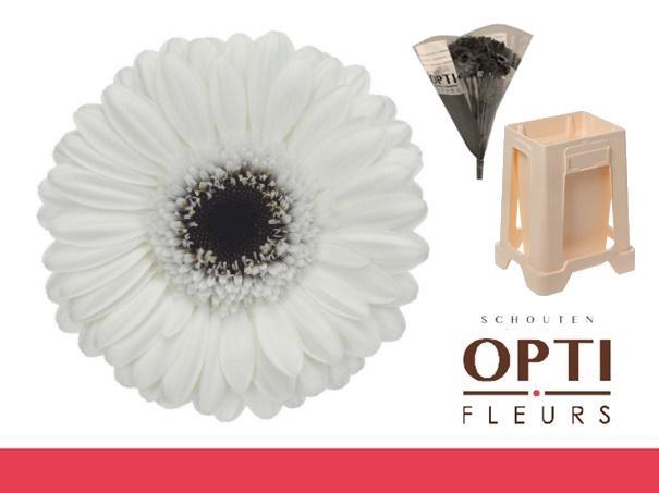 <h4>Germini Lido Water</h4>