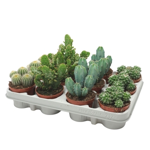 Cactus   ...mix