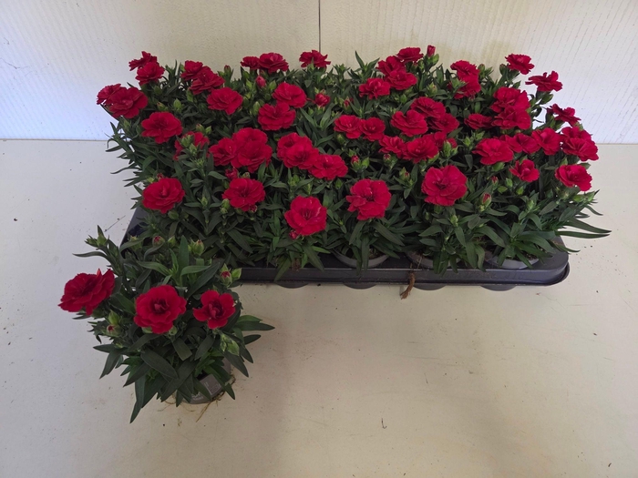 <h4>DIAN OSC CHERRY</h4>