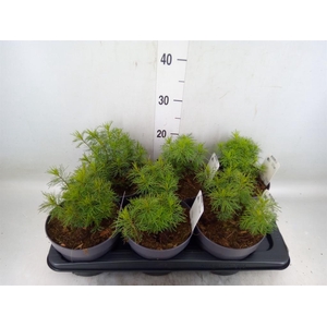 Coreopsis vert. 'Zagreb'