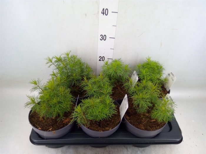 <h4>Coreopsis vert. 'Zagreb'</h4>