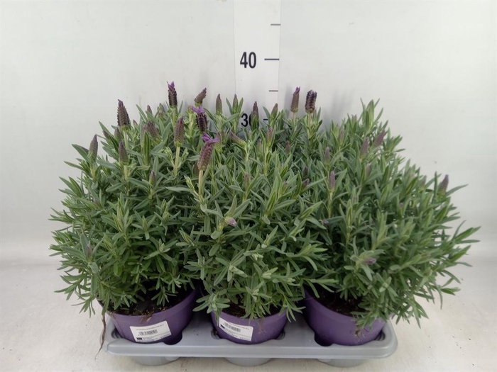 <h4>Lavandula stoec.</h4>