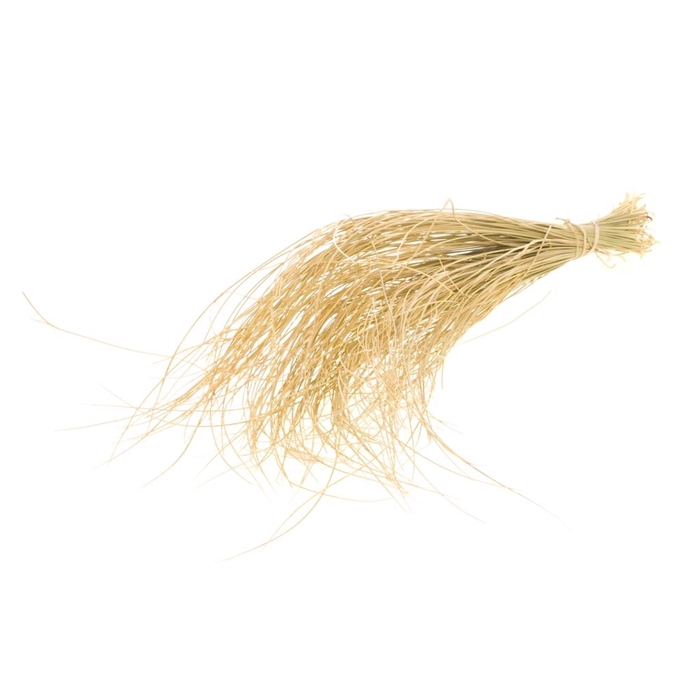 DRIED FLOWERS - DESSERT GRASS 60CM BLEACHED WHITE
