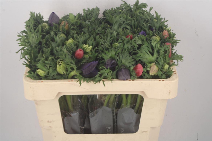 <h4>Anemone Galil Mixed In Bunch</h4>