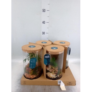 Arr. Planten H%